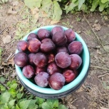 Сливы, Челябинск
