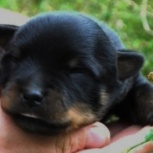 Щенки ротвейлера под раннее бронирование, Челябинск