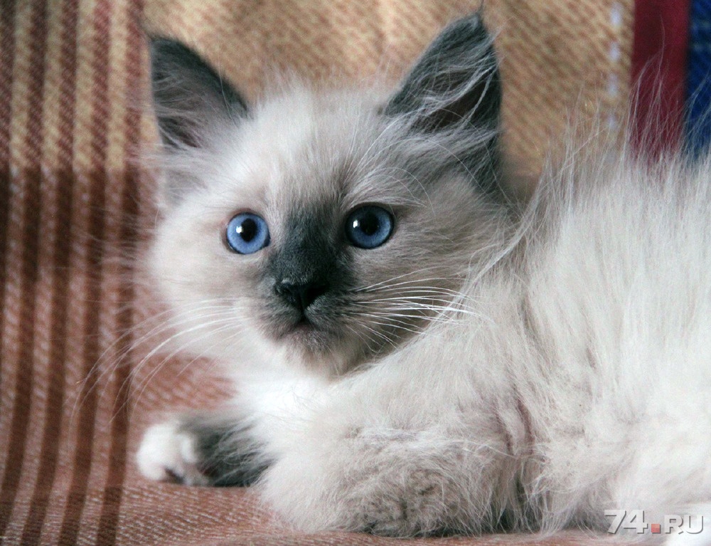 невская маскарадная. невская маскарадная кошка. невская маскарадная кошка. невские маскарадные котята. авито невская маскарадная кошка.